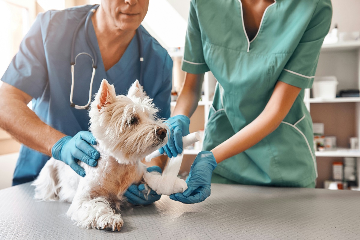 Emergencies During Pet Transport