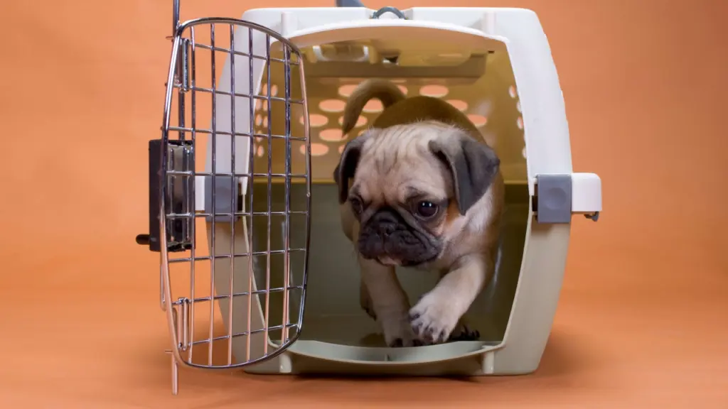 Transporting Your Pet from New Zealand