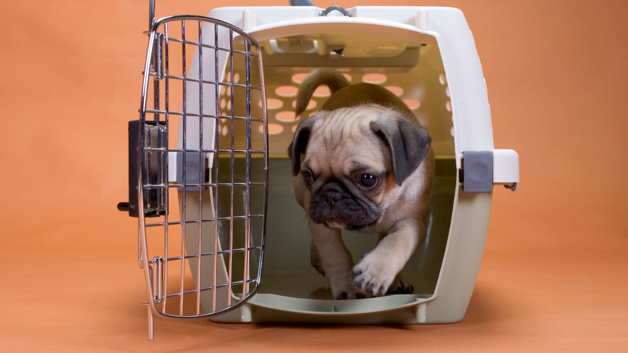 Transporting Your Pet from New Zealand