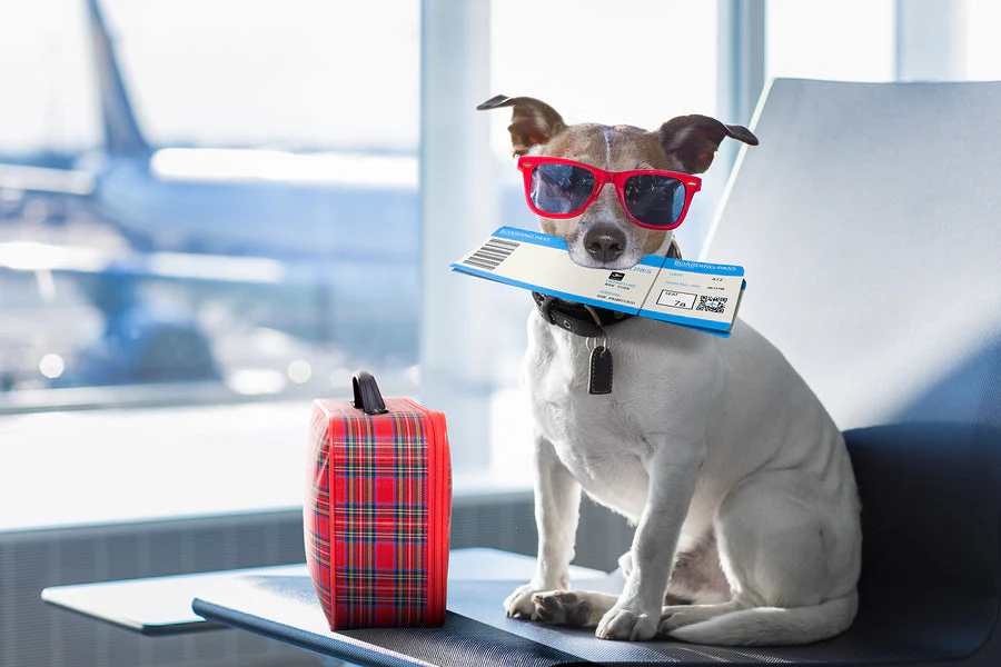 fly with pet New Zealand