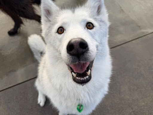 Bringing a Dog from NZ to Australia