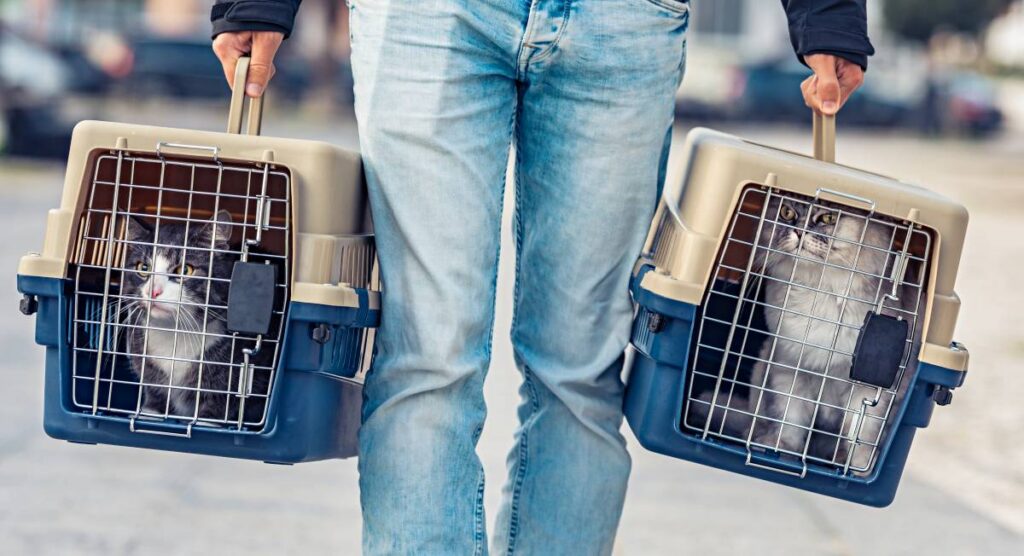 pet transport service in nz