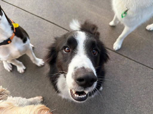 Pet Transport Service in NZ