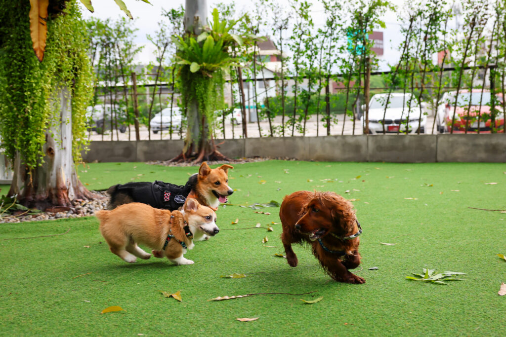 dog daycare in auckland​