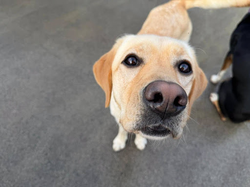 dog daycare in Auckland