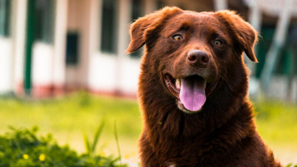 Relocating-Your-Dog-from-NZ